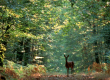 MARCHE  La Forestière à VIERZON