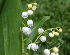 Concentration et randonnée du Muguet à UZAY le VENON, lundi 1er mai